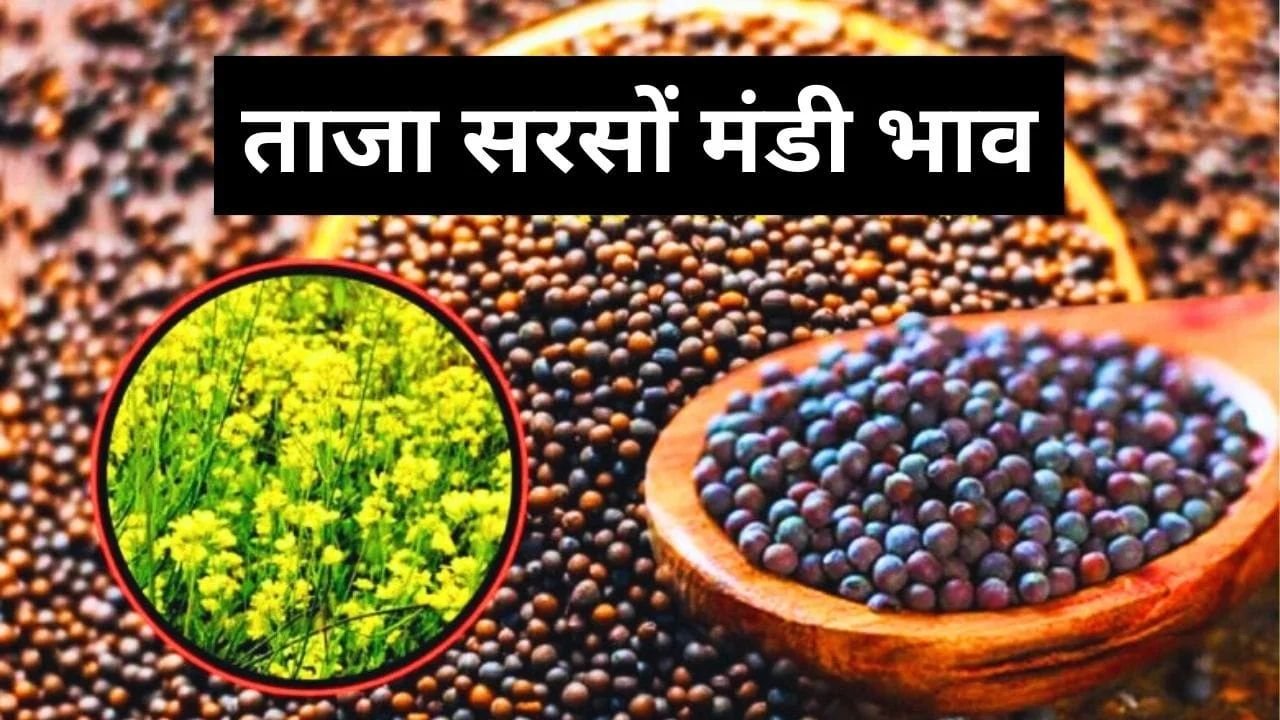 Aaj Ka Sarso Ka Bhav